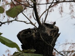 Potatura degli alberi SBAGLIATA